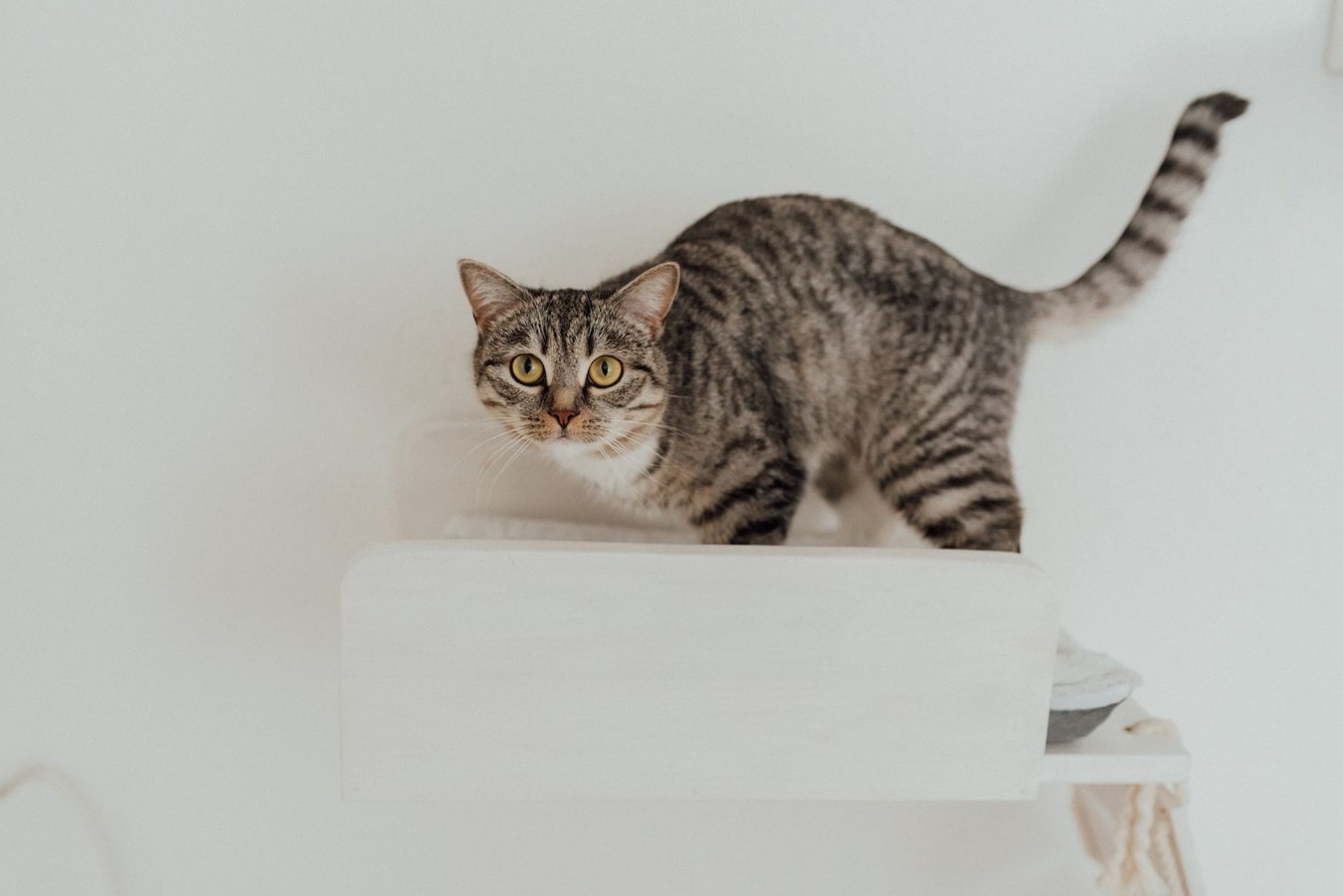 Organized pet-aware storage with sealed containers and secured cabinets